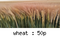 Wheat